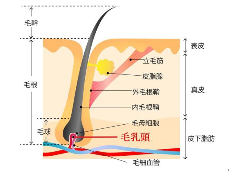 毛の構造を表す図