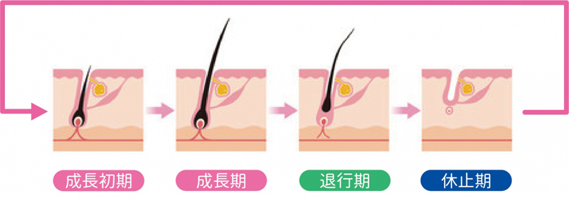 毛周期の4つのサイクルを示す図