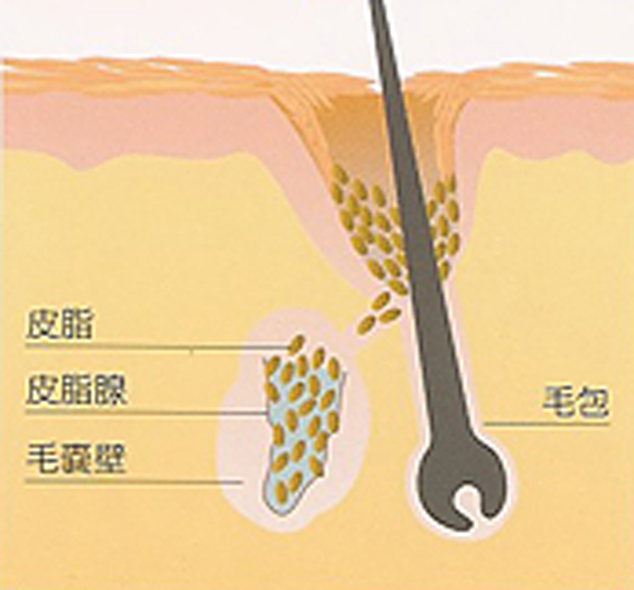 毛穴の構造を表す図