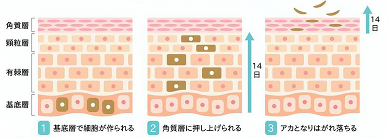 ターンオーバーのしくみを表す図